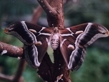 Close-up of butterfly on tree