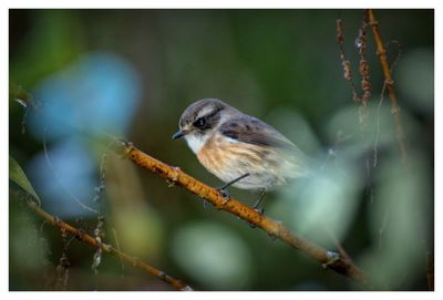 Close-up of bird perching on branch