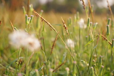 Close-up of dandelion on field