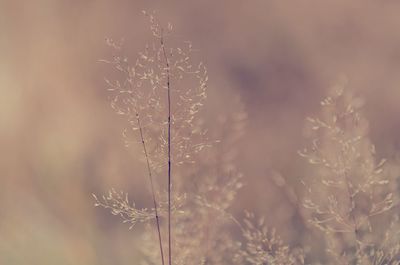 Close-up of dry plant