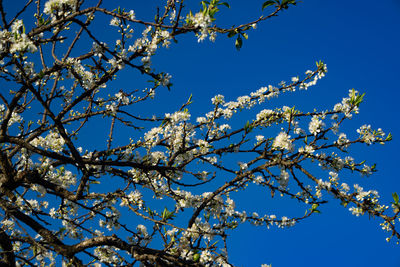 Low angle view of tree against blue sky