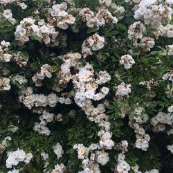 Close-up of white flowers