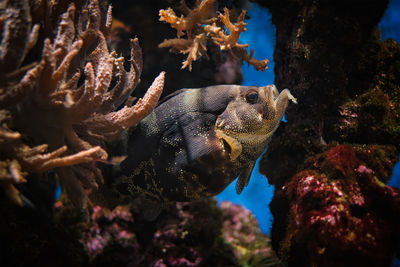 Spotted soapfish pogonoperca punctata fish underwater in sea