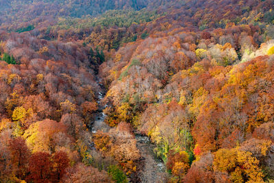 Autumn foliage scenery. aerial view of valley and stream in fall season. colorful forest trees