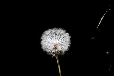 Close-up of dandelion against black background