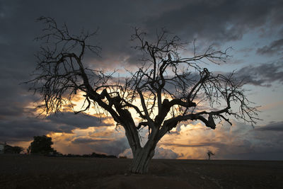 Bare tree against dramatic sky