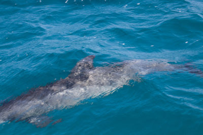 High angle view of whale swimming in sea