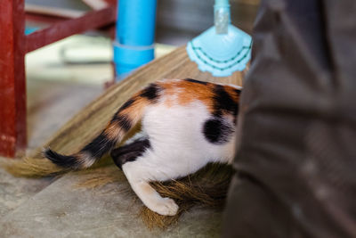 Close-up of cat relaxing outdoors