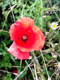 Close-up of insect on red poppy blooming outdoors