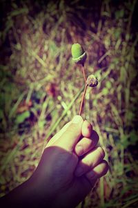 Close-up of cropped hand holding plant