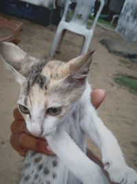 Close-up of hand holding cat