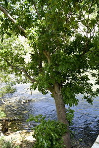 Scenic view of river amidst trees in forest