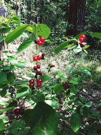 Red berries growing on tree