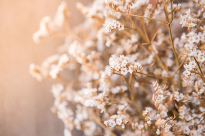 Close-up of white flowering plant