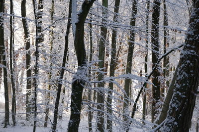 Frozen trees in forest