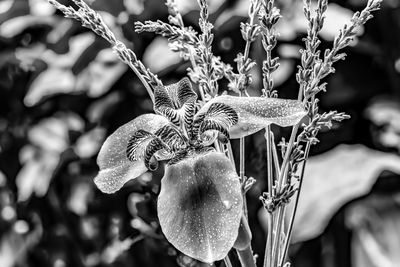 Close-up of flowering plant