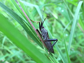 Close-up of insect on grass