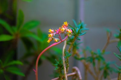 Close-up of flowering plant