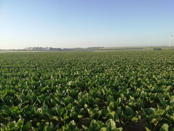 Scenic view of field against clear sky