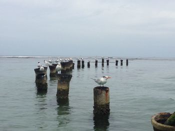 bird