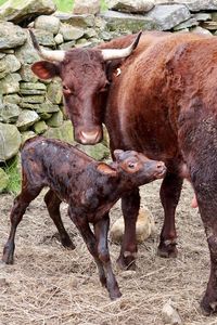 Cow with newborn calf