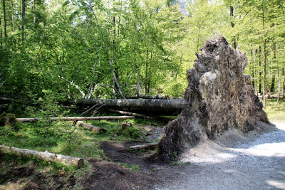 Trees in forest