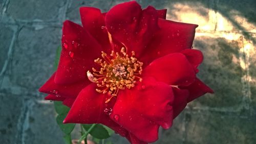 Close-up of red hibiscus blooming outdoors