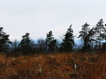 Trees growing on field against sky