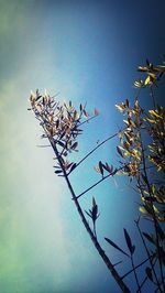 Low angle view of trees against blue sky