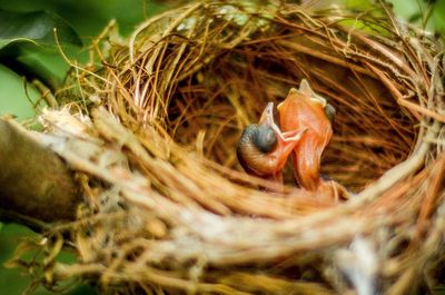 Close-up of birds in nest