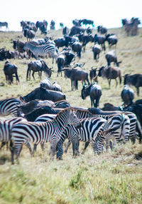 Zebras on field