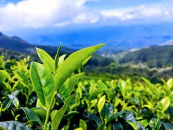 Close-up of plant growing on field against sky