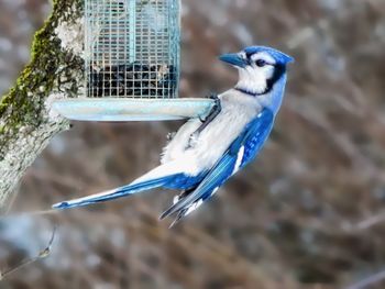 Beautiful blue bird perching on feeder