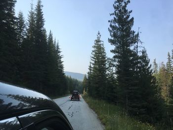 Cars on road in forest against sky