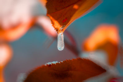 Close-up of frozen water on leaf