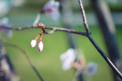 Close-up of flower buds on twig