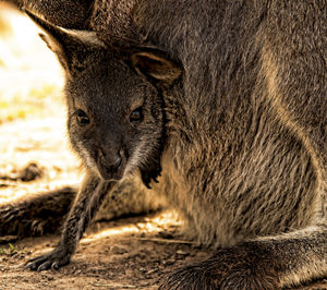 Close-up portrait of baby wallaby in mother's pouch