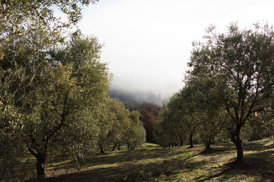 Trees in park