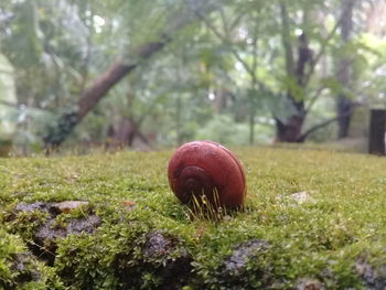 Close-up of mushroom growing on field