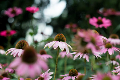 Close-up of pink flowering plants in park