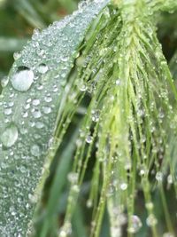 Close-up of wet plant leaves during rainy season