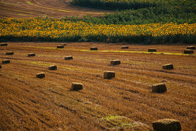 Hay bales on agriculture field