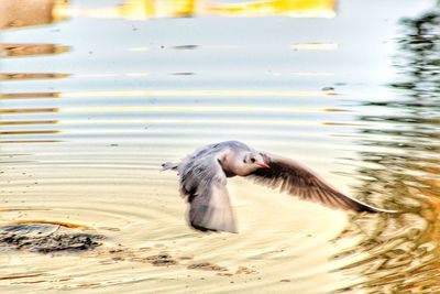 Close-up of duck in lake