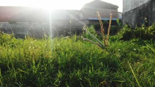 Close-up of spider web on field