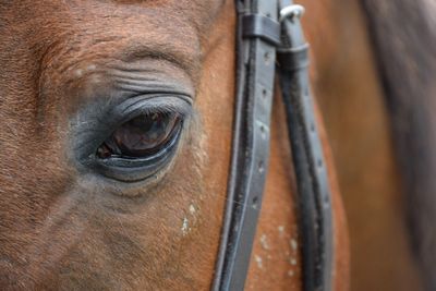 Close-up of horse eye