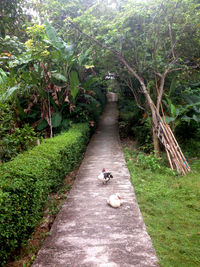 High angle view of birds