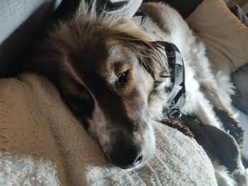 Close-up of dog sleeping on bed at home