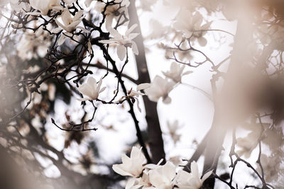 Close-up of white flowers on tree against sky