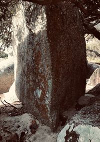Close-up of tree trunk during winter