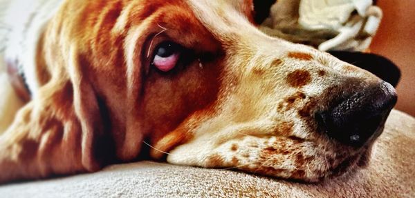 Close-up of dog resting